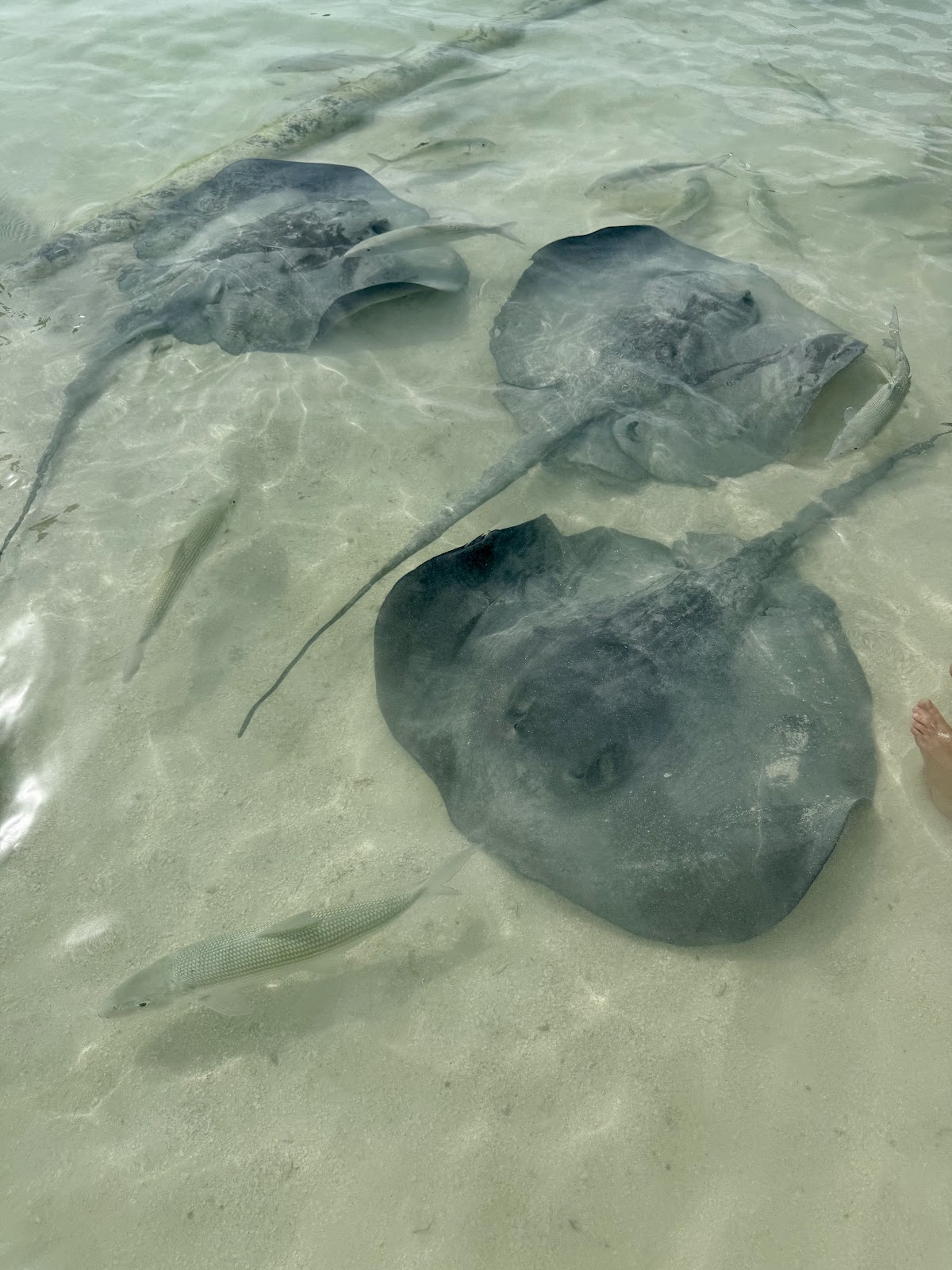 Stingray beach photo 2