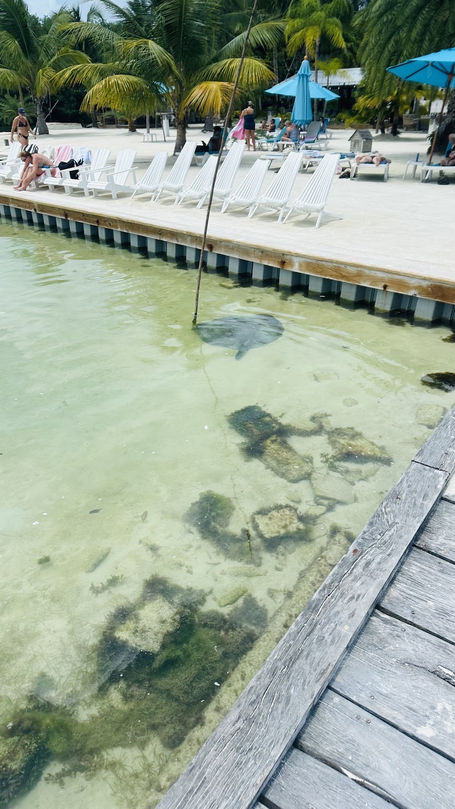 Stingray beach photo 5