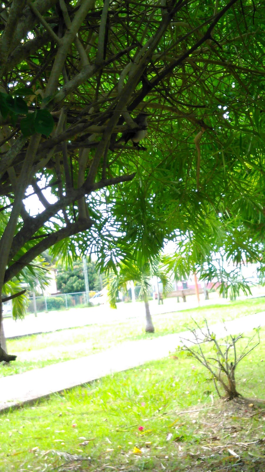 Lopez Mateos Park (King's Park) photo 4