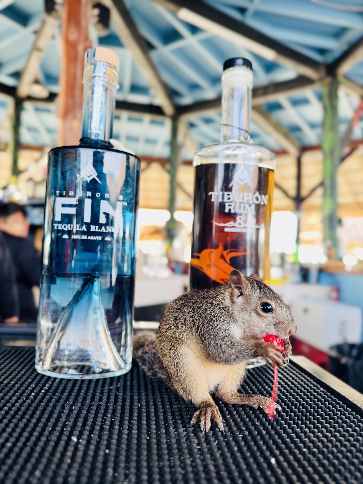 Tiburon Rum Caye Caulker Tasting Room