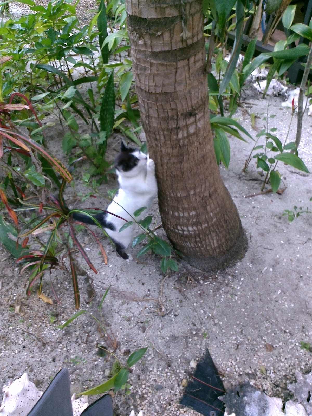 Manatee Caye photo 3