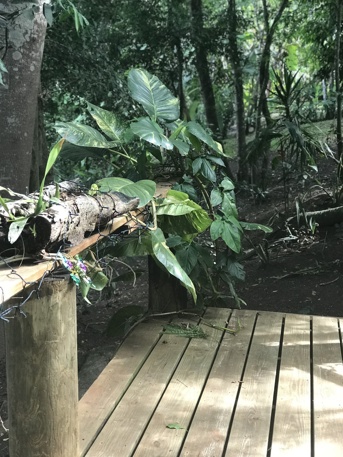 Bullet Tree Falls Lodge photo 5