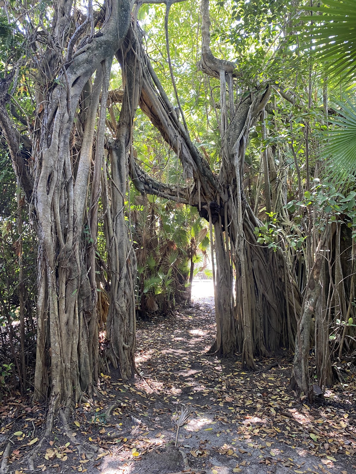 Ponciana Park photo 8