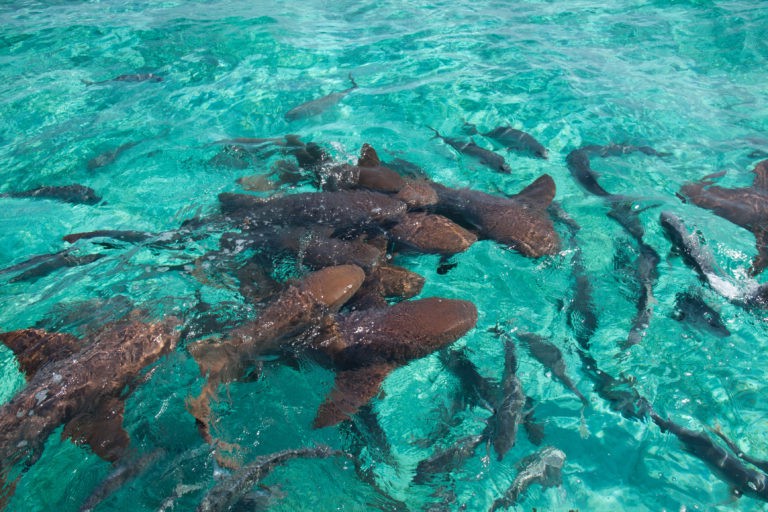 Ky'Jah Belize Adventures photo 4