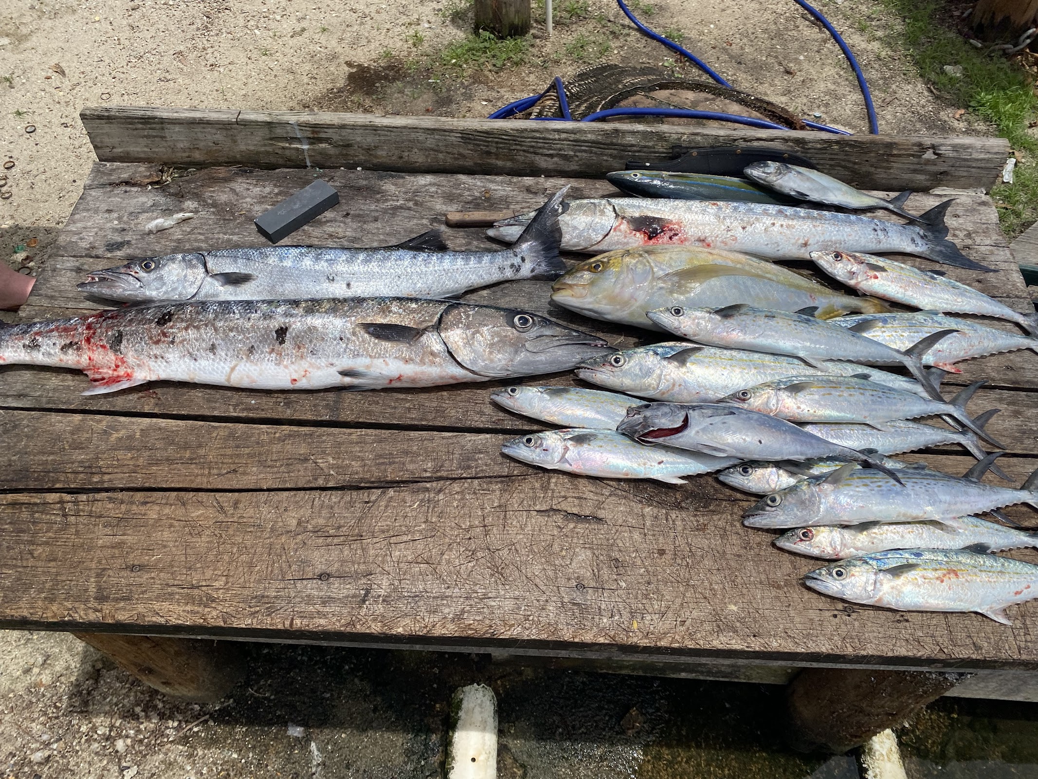Caye Element photo 2