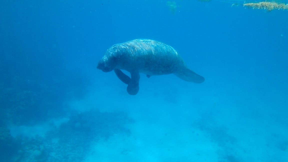 Friends of Swallow Caye photo 2
