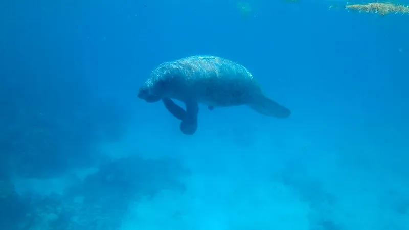 Friends of Swallow Caye photo 2