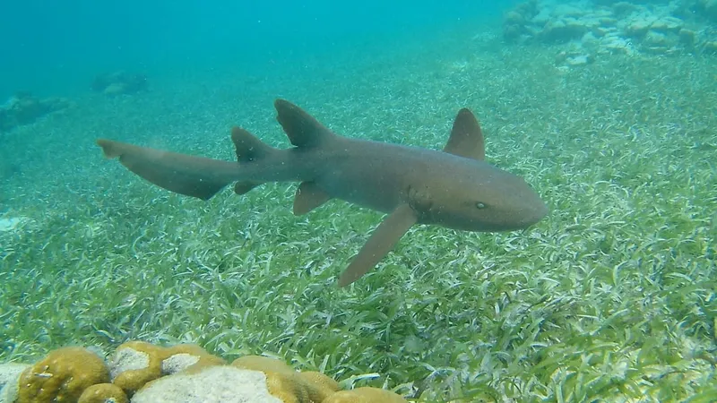Friends of Swallow Caye photo 4