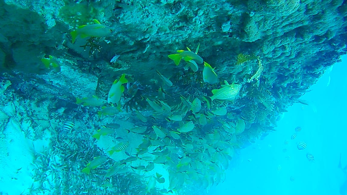 Friends of Swallow Caye photo 7