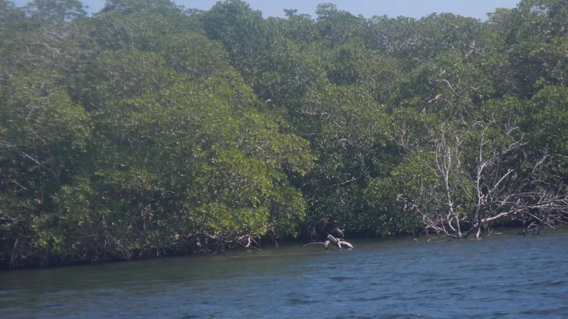 Friends of Swallow Caye