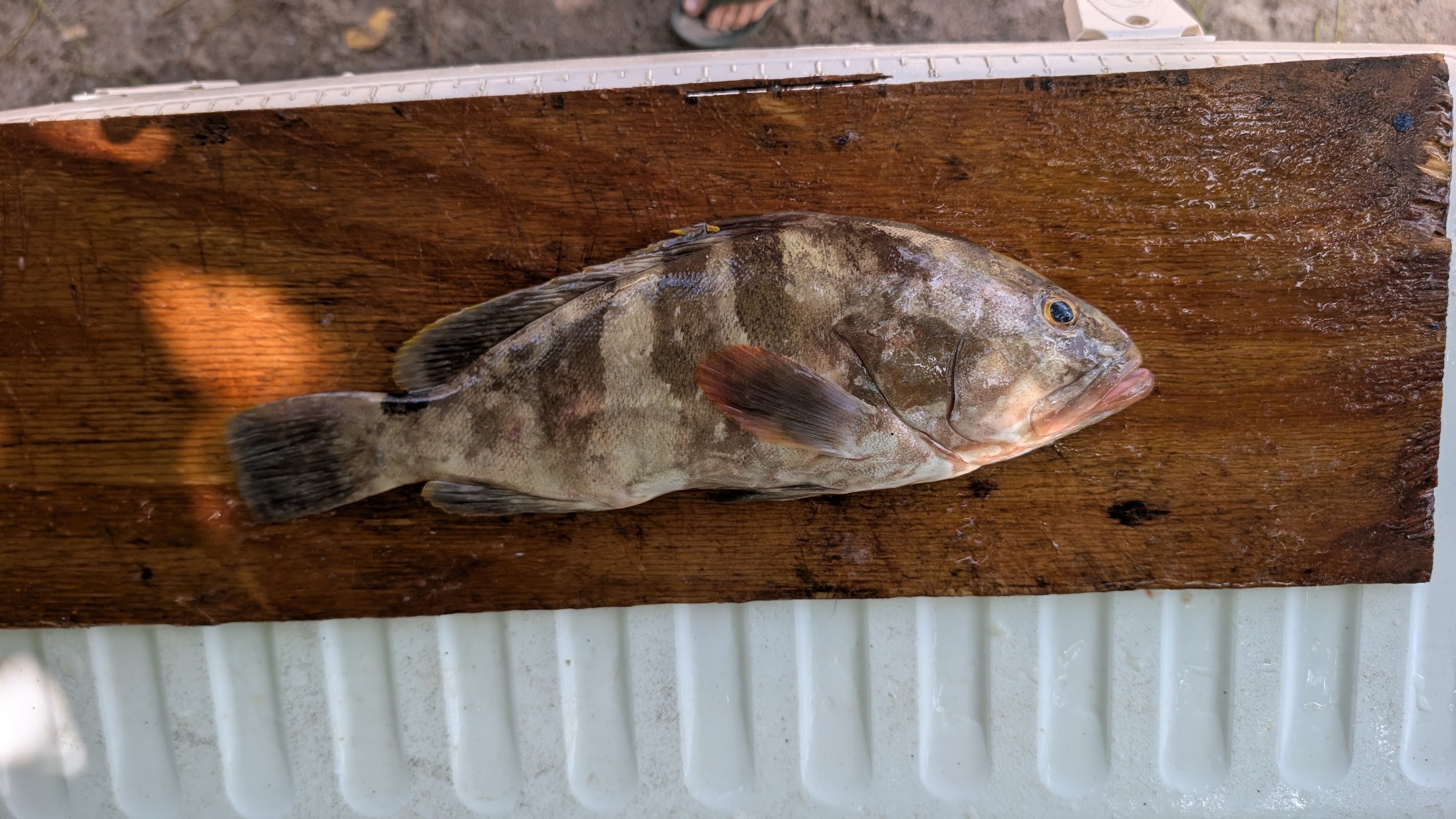 Fresh Catch Delivery photo 2