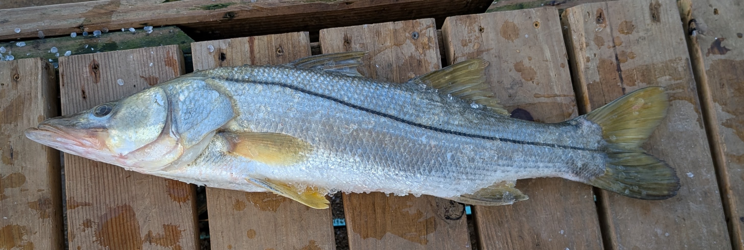 Fresh Catch Delivery photo 3