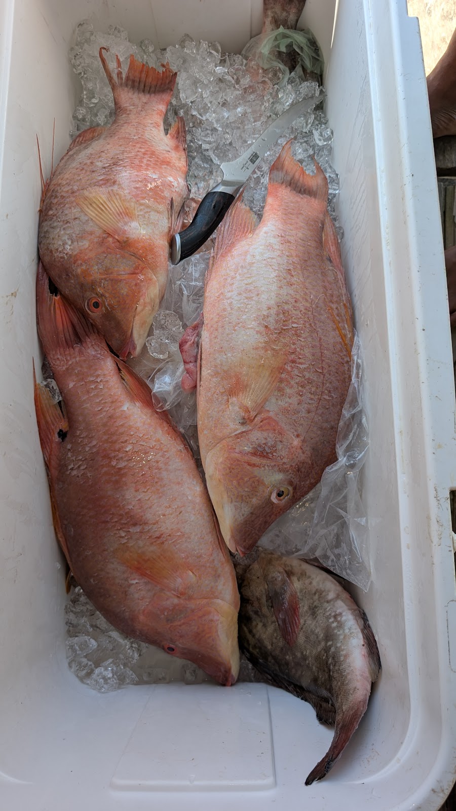 Fresh Catch Delivery photo 4