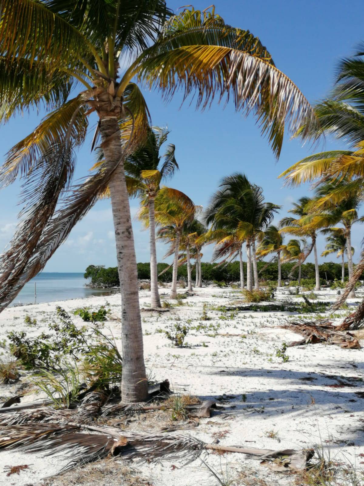 Plajă Sălbatica Caye Caulker photo 2