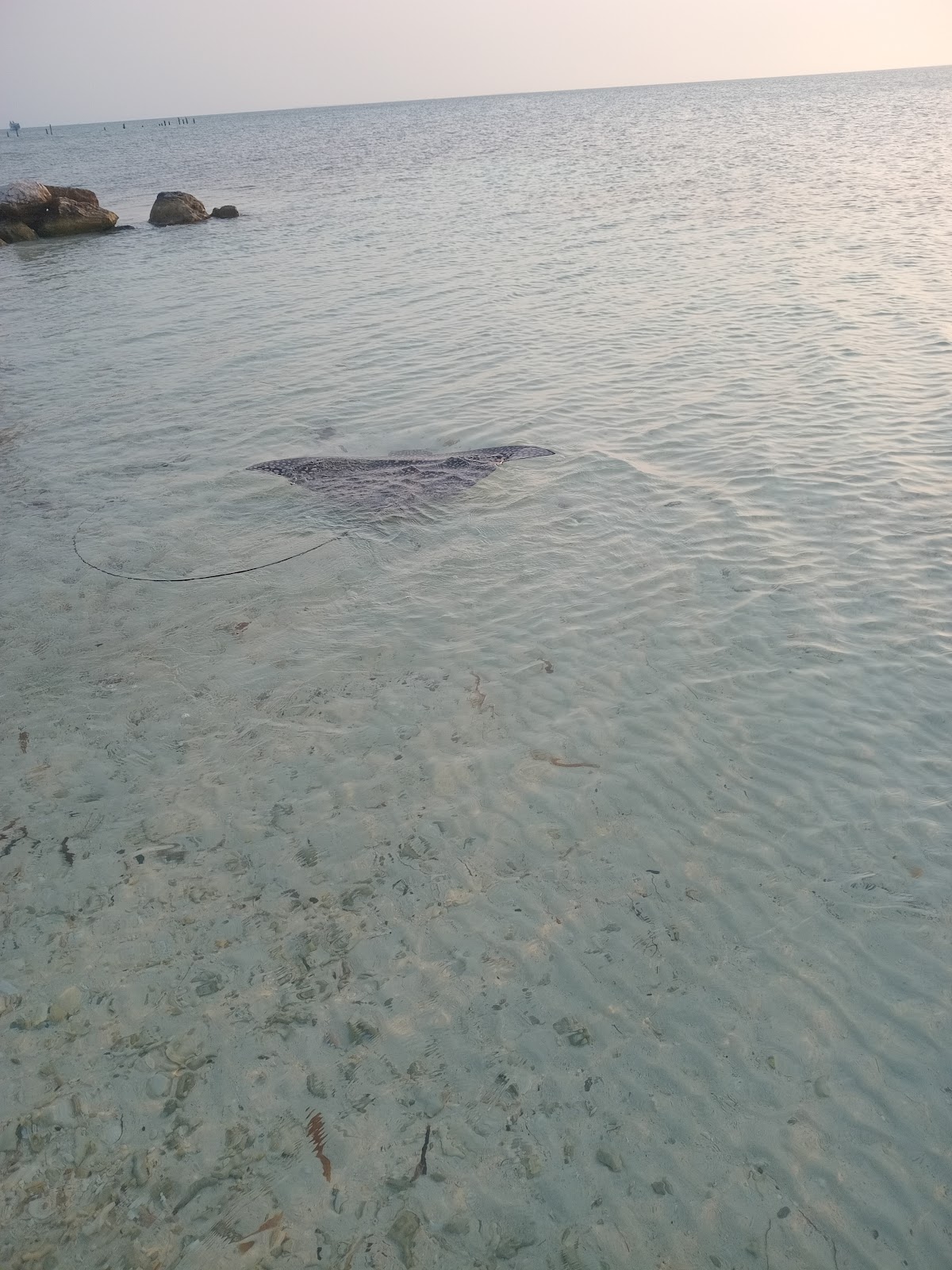 Plajă Sălbatica Caye Caulker photo 8