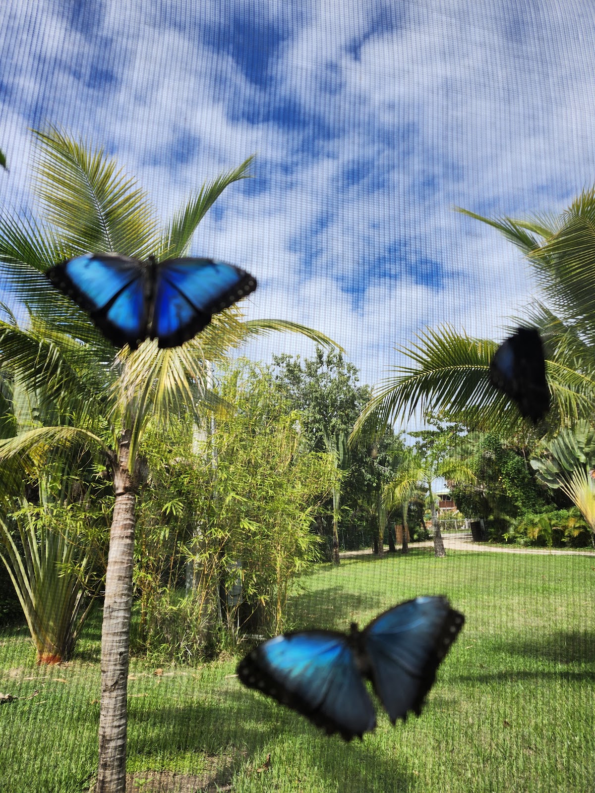 Placencia Butterfly House photo 2