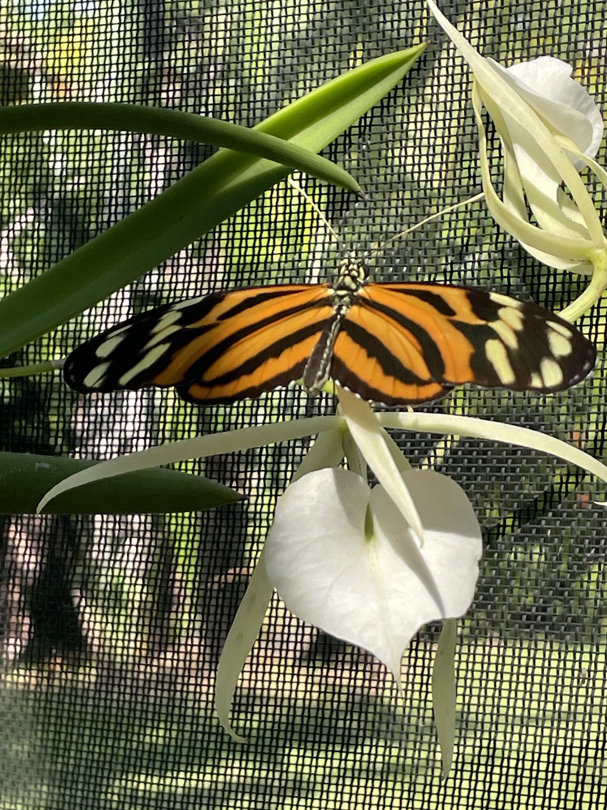 Placencia Butterfly House photo 3