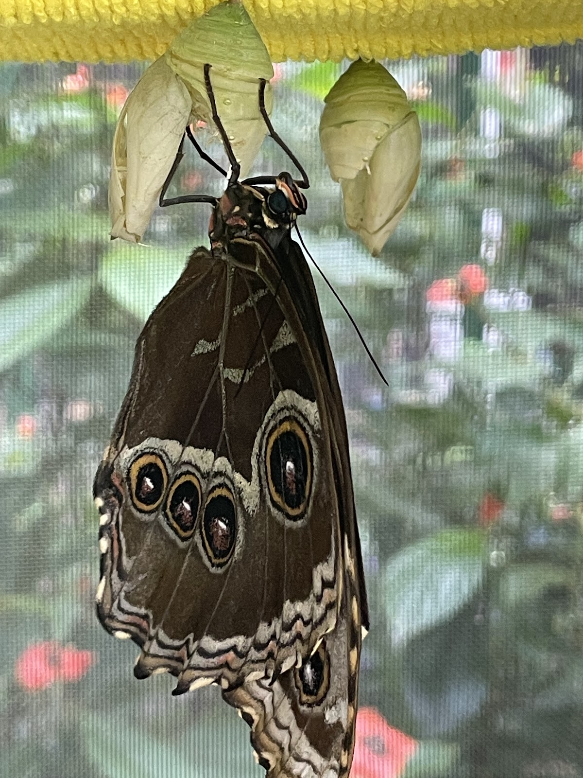 Placencia Butterfly House photo 6