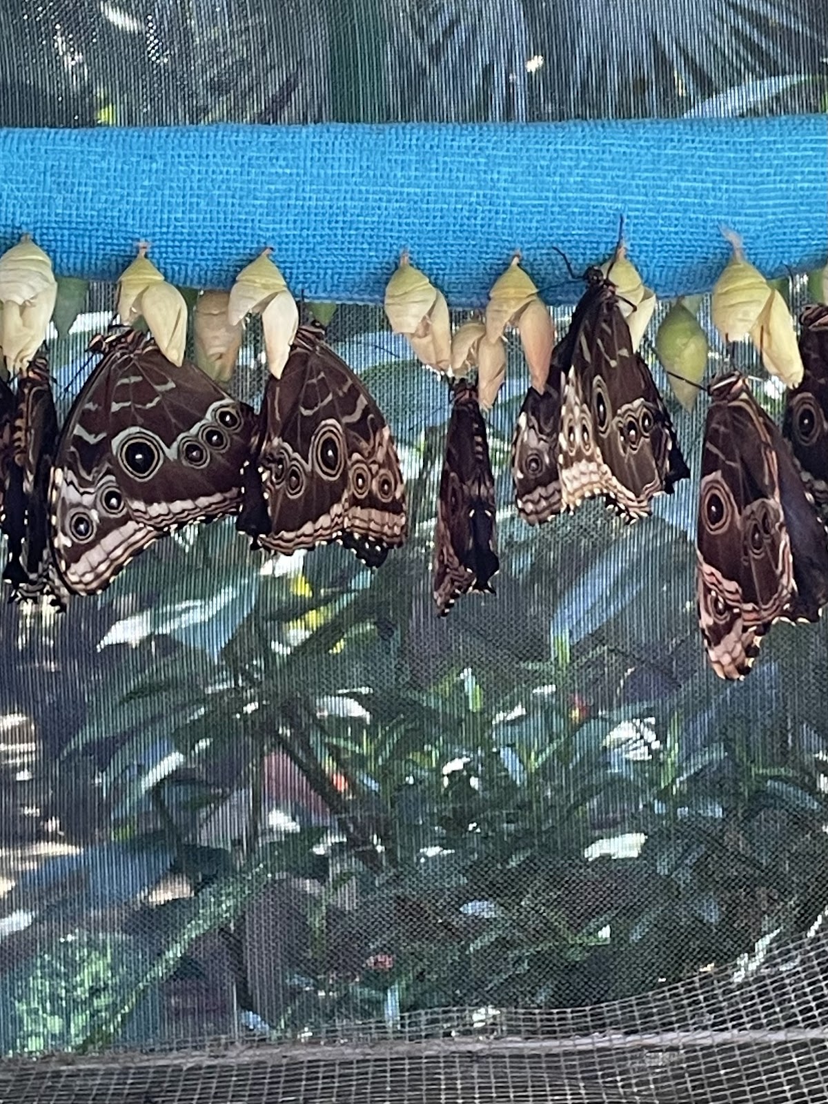 Placencia Butterfly House photo 5