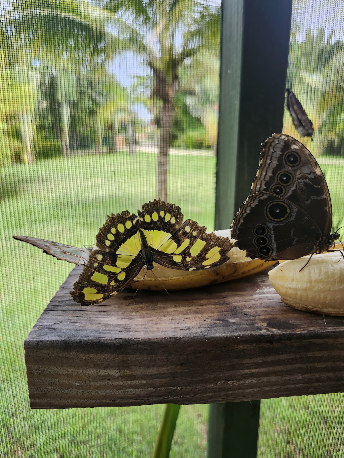 Placencia Butterfly House photo 8