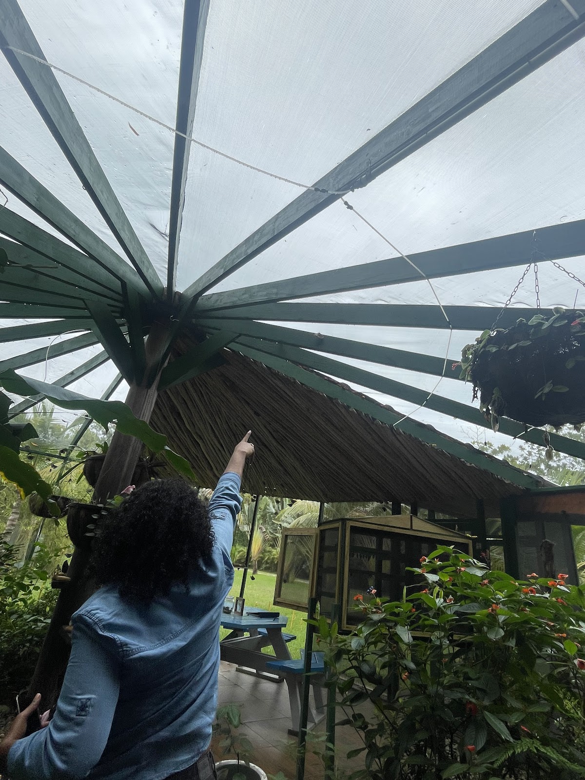 Placencia Butterfly House photo 4
