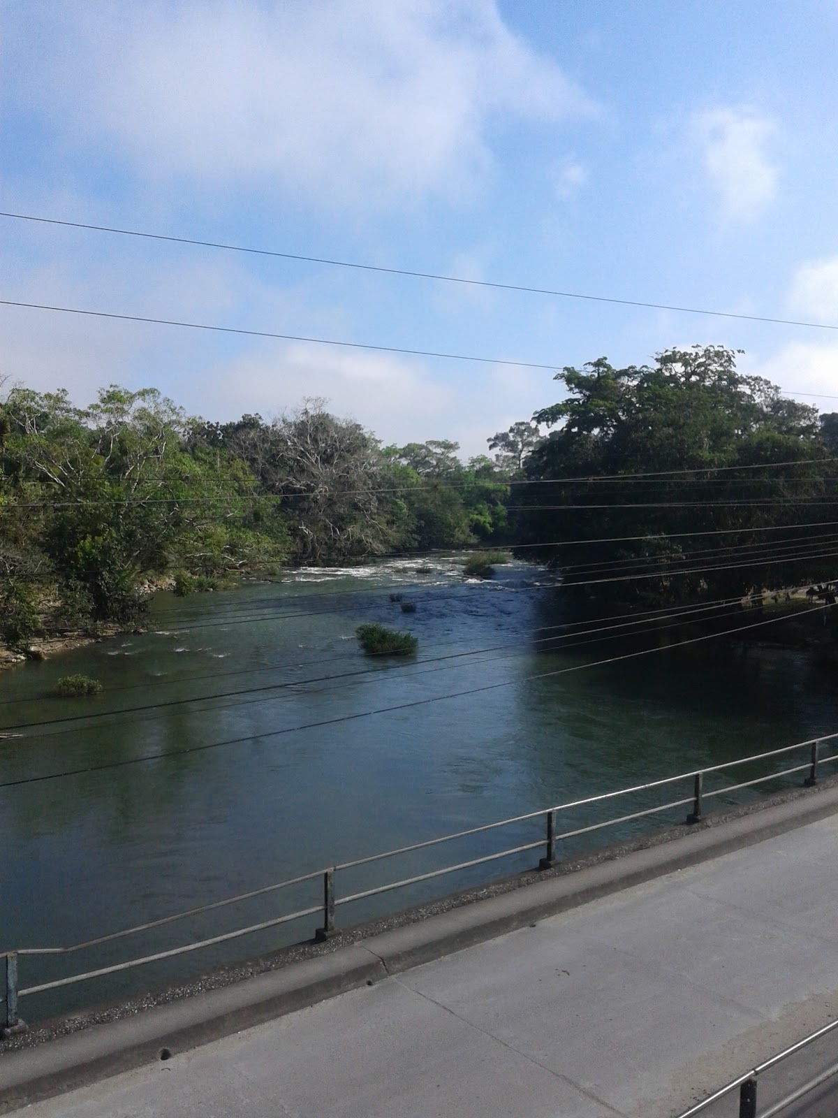 Parque Municipal photo 7