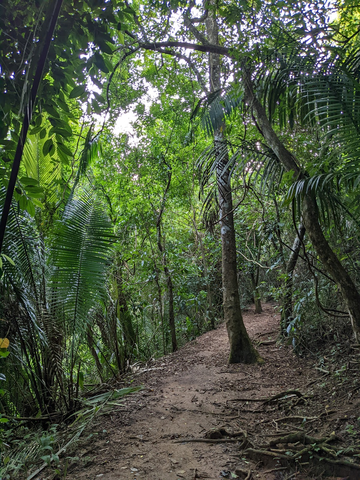 Guanacaste National Park photo 3