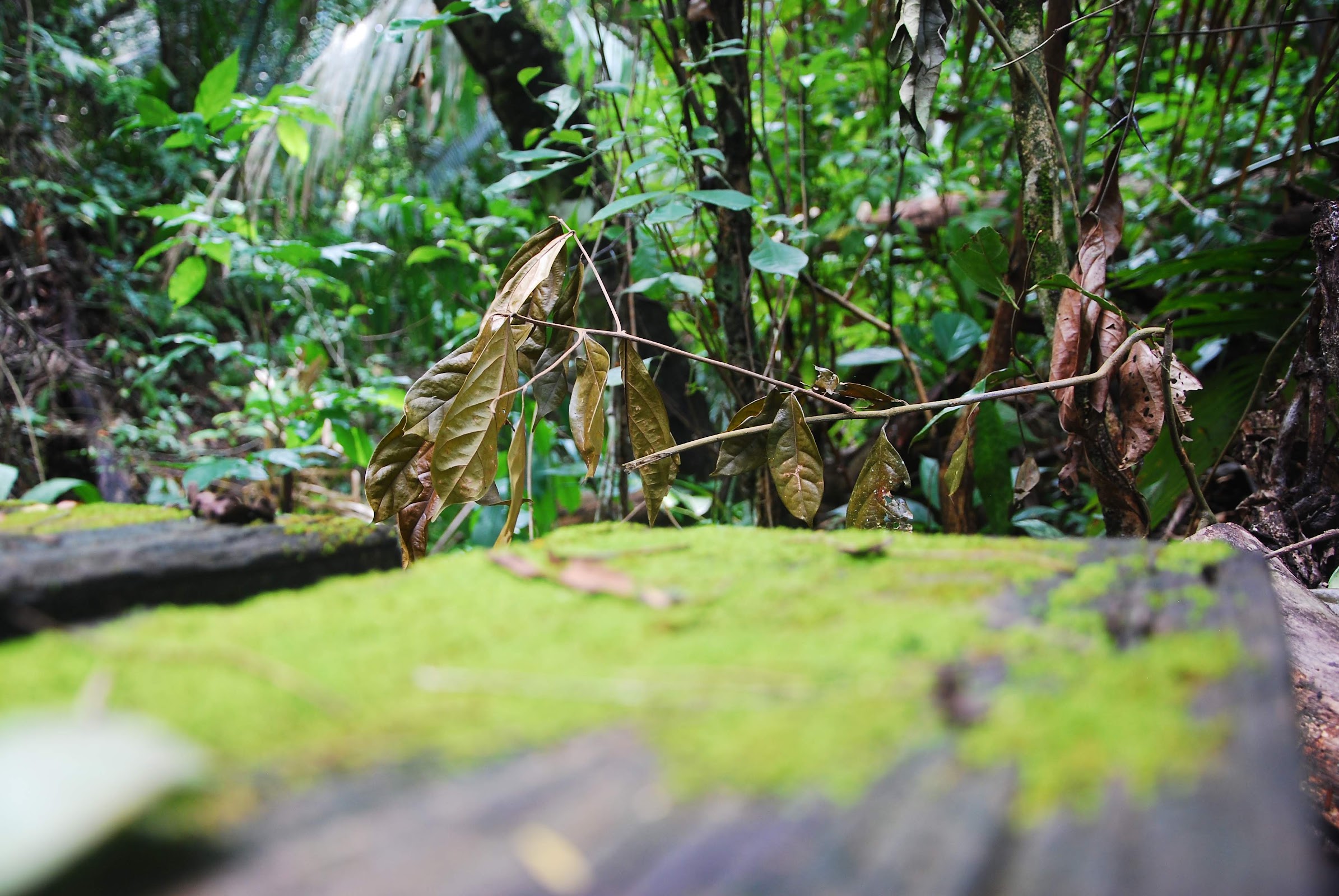 Guanacaste National Park photo 8