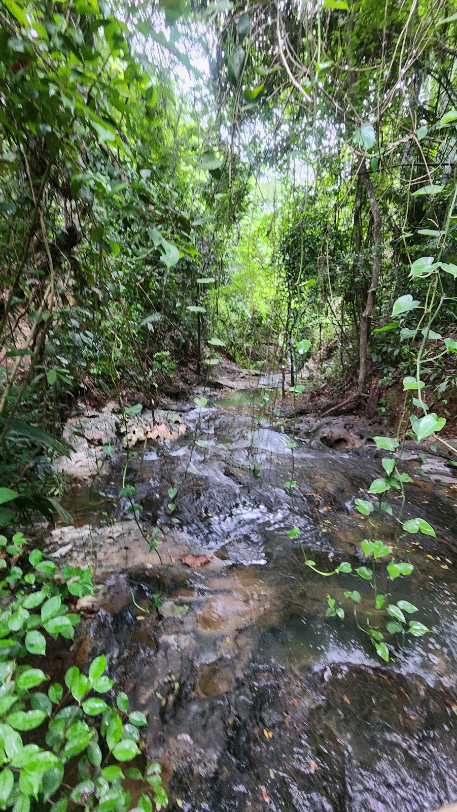 Guanacaste National Park photo 2