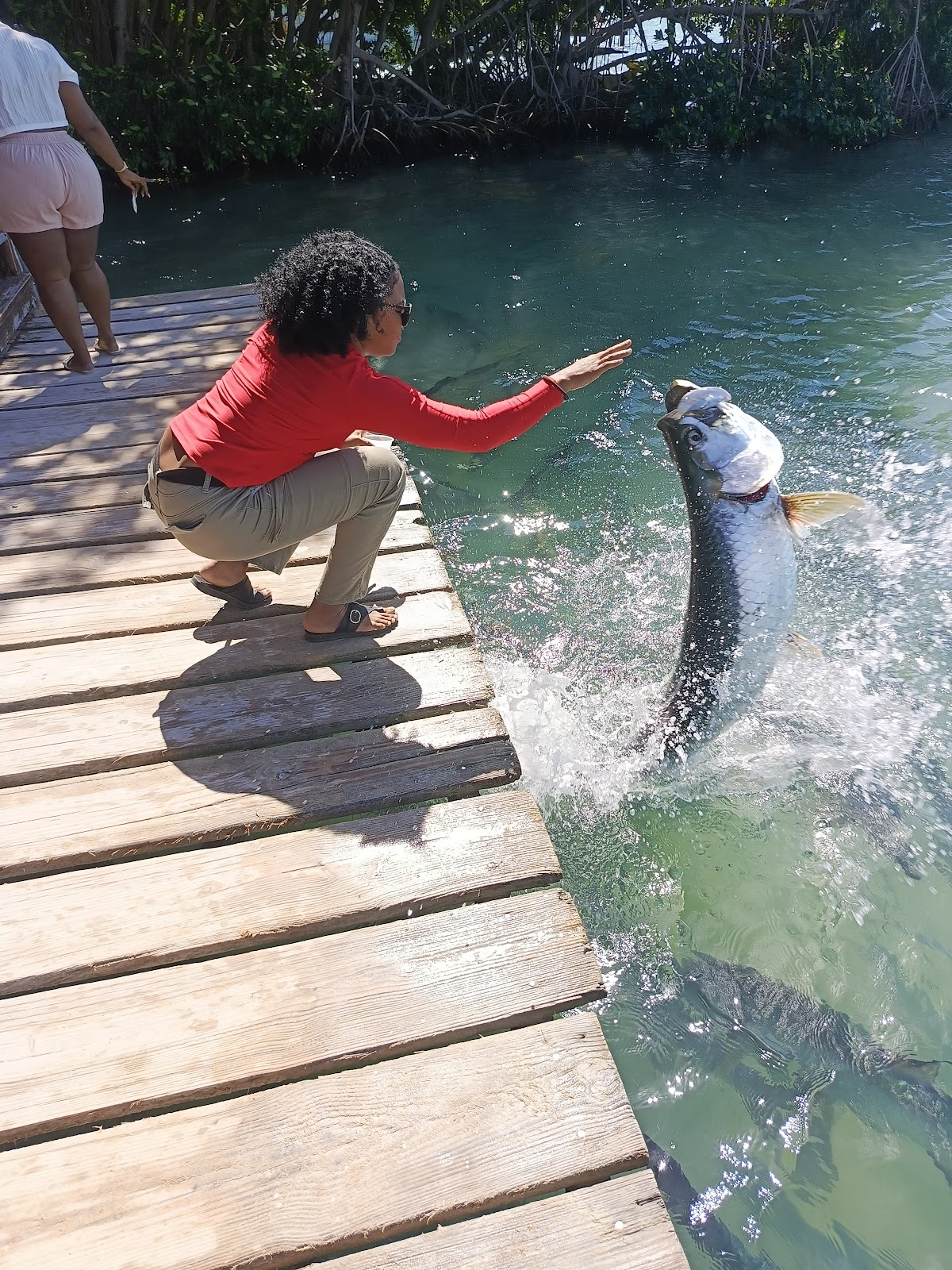 Tarpon feeding dock photo 3