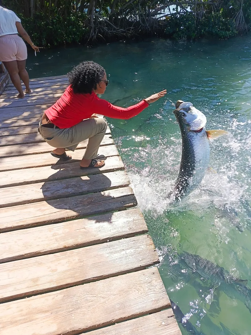Tarpon feeding dock photo 3