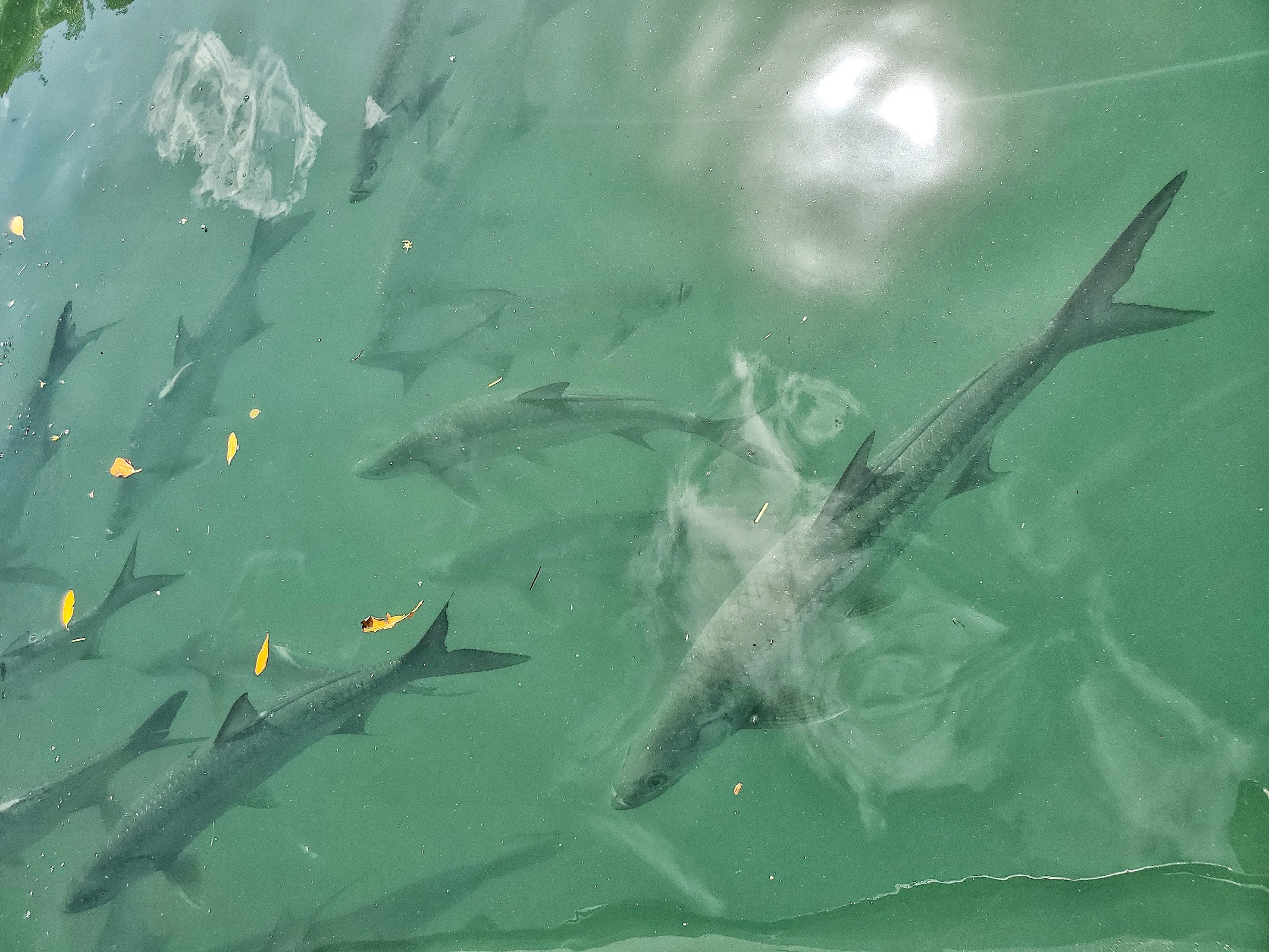 Tarpon feeding dock photo 5