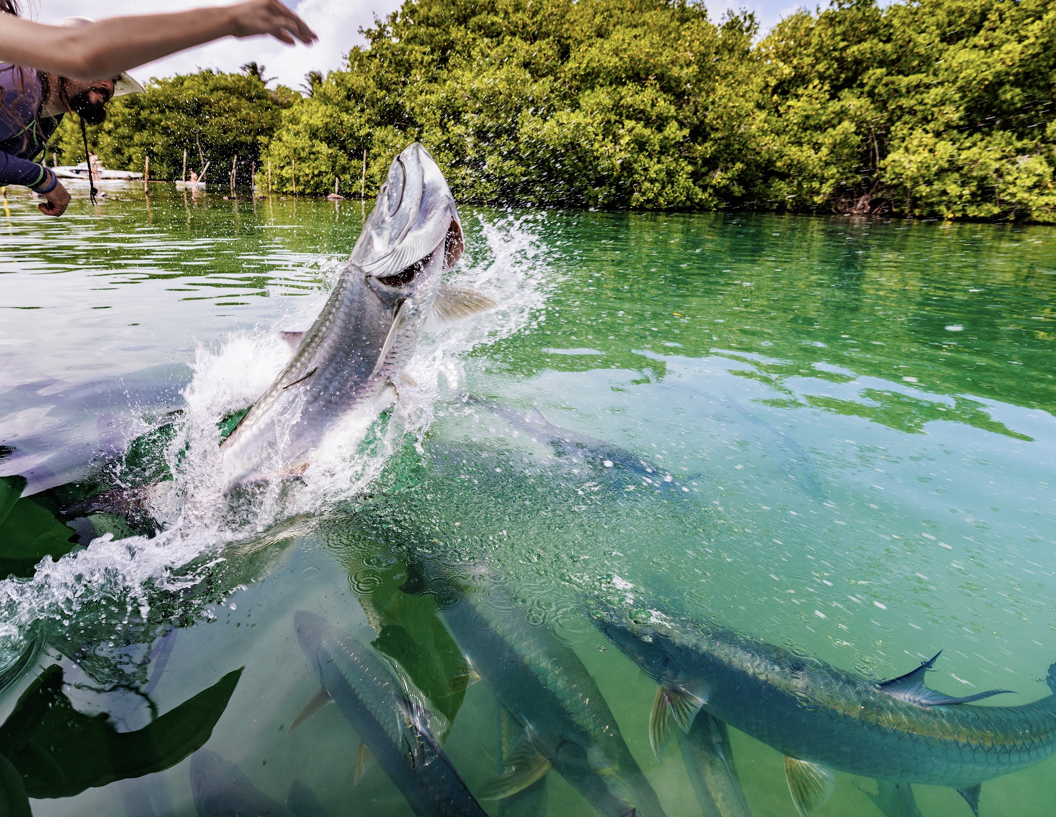 Tarpon feeding dock photo 6