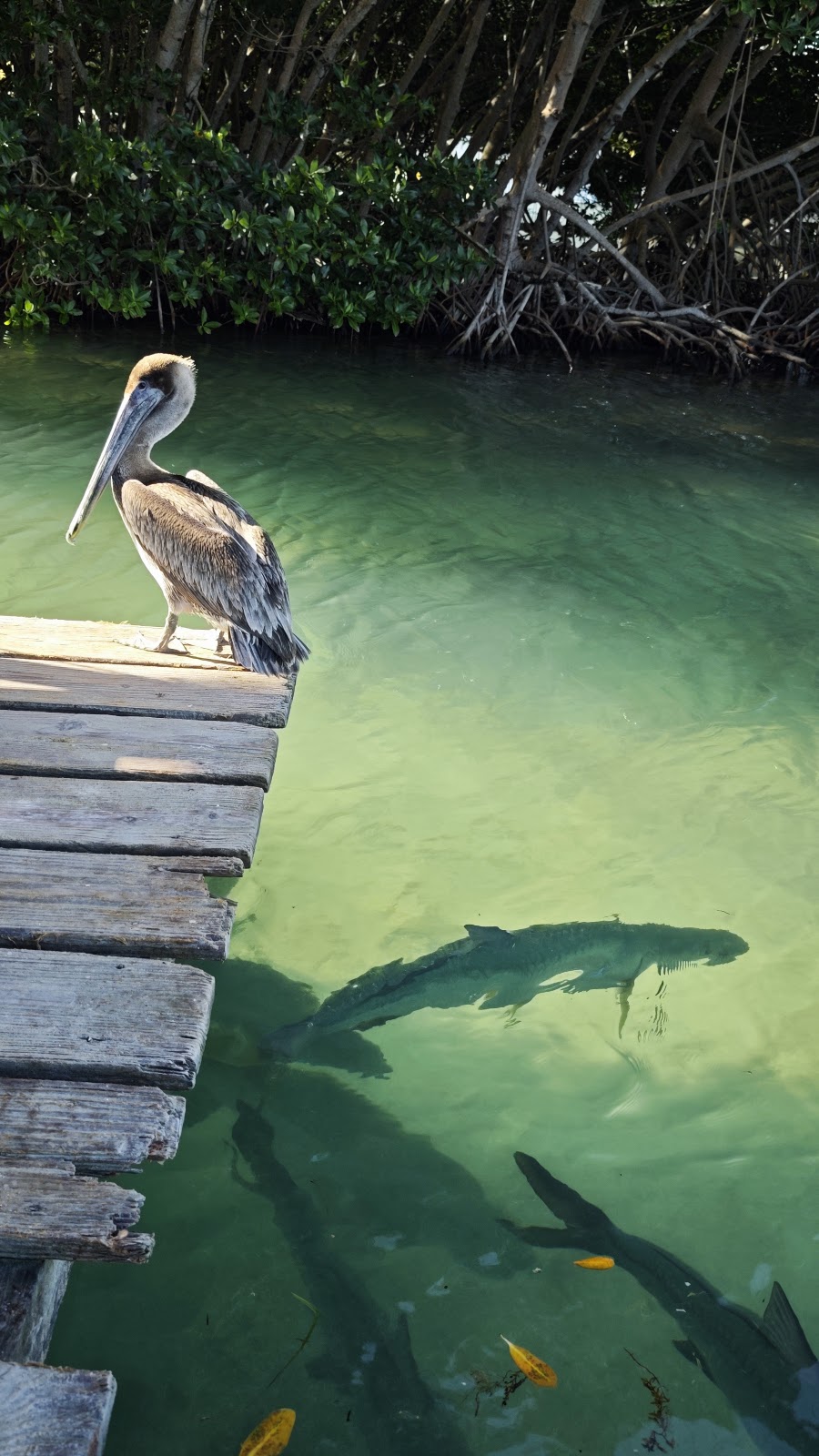 Tarpon feeding dock photo 8