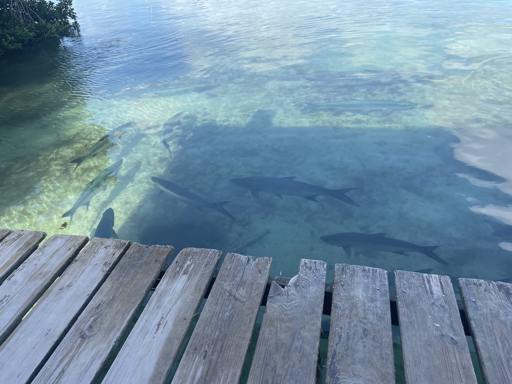 Tarpon feeding dock photo 2