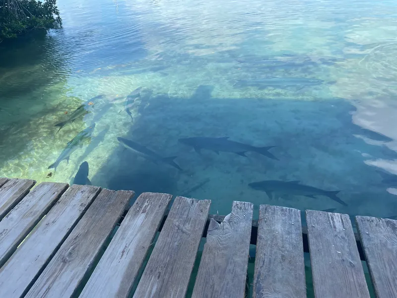 Tarpon feeding dock photo 2