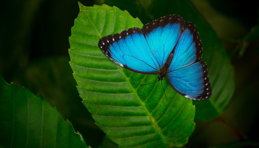 San Ignacio Butterfly Farm photo 8