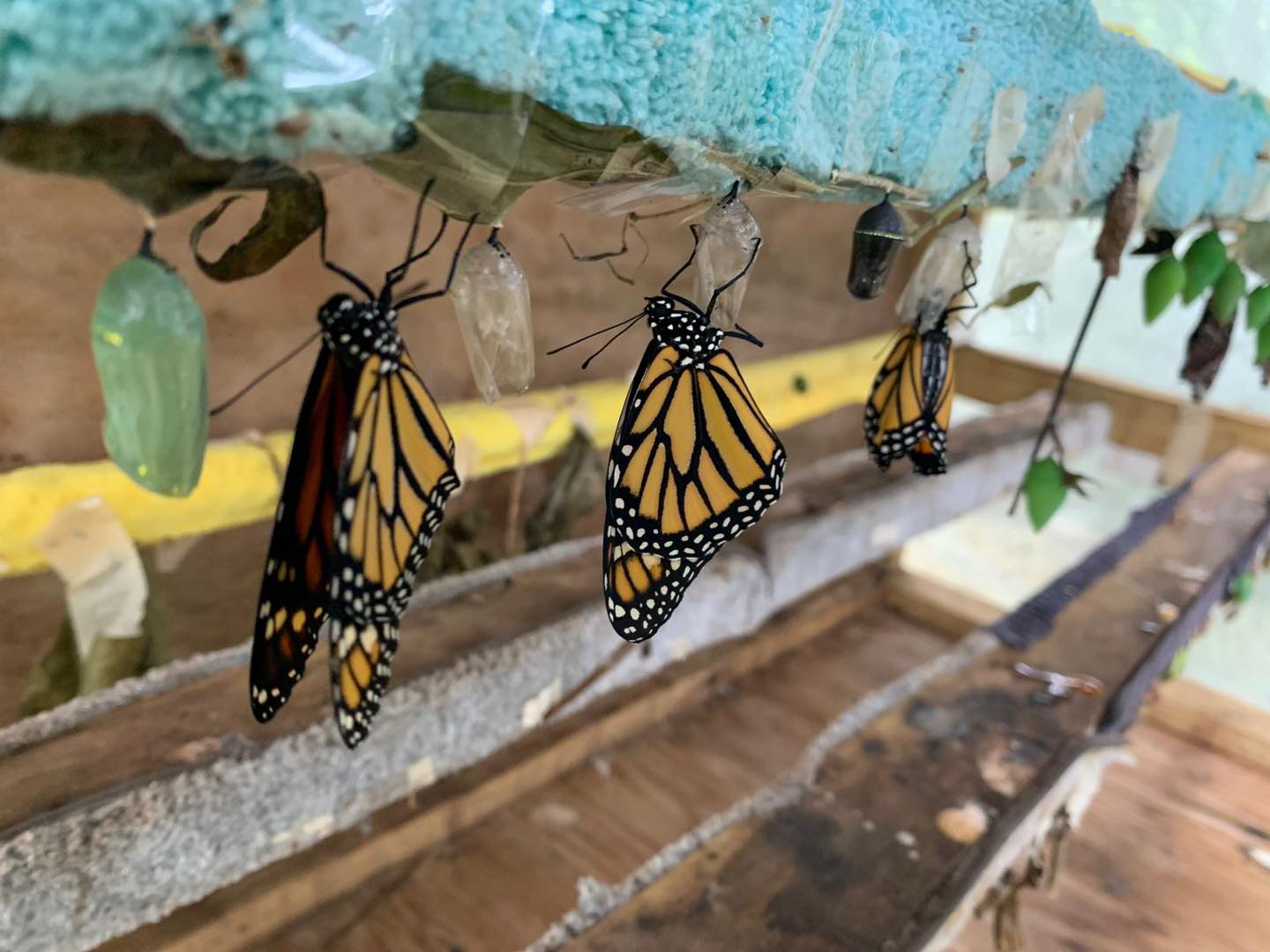 San Ignacio Butterfly Farm photo 2