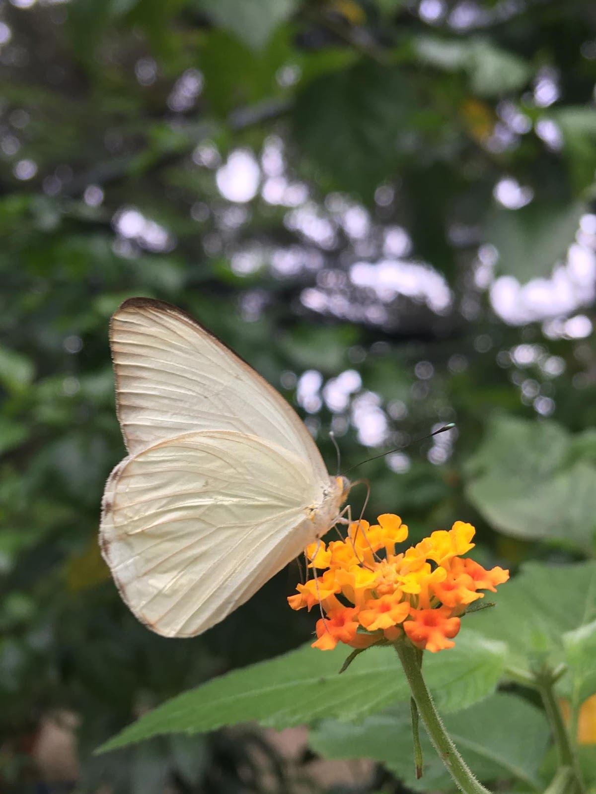 San Ignacio Butterfly Farm photo 6