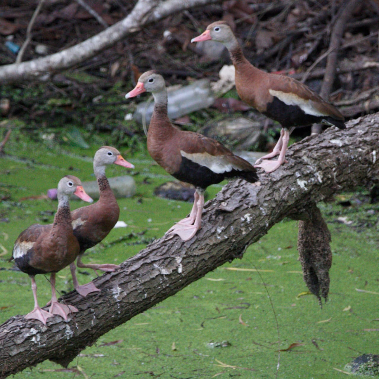 San Ignacio Butterfly Farm photo 7