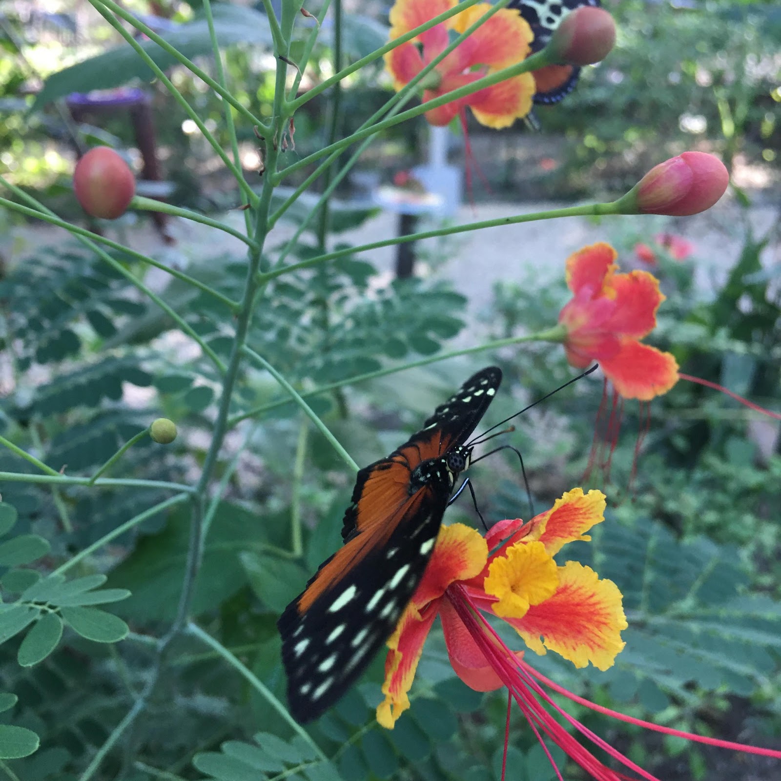 San Ignacio Butterfly Farm photo 5