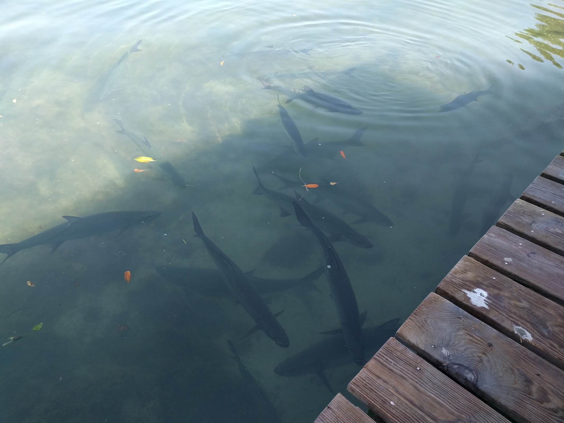 Fish Feeding Dock photo 6