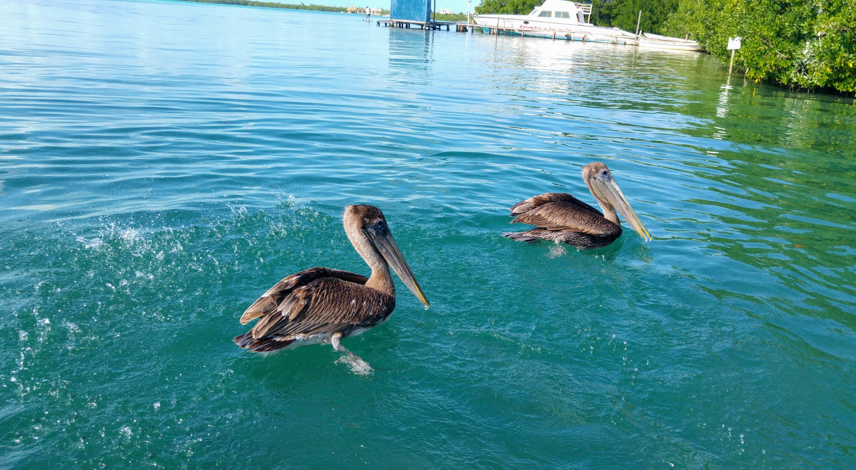 Fish Feeding Dock photo 3