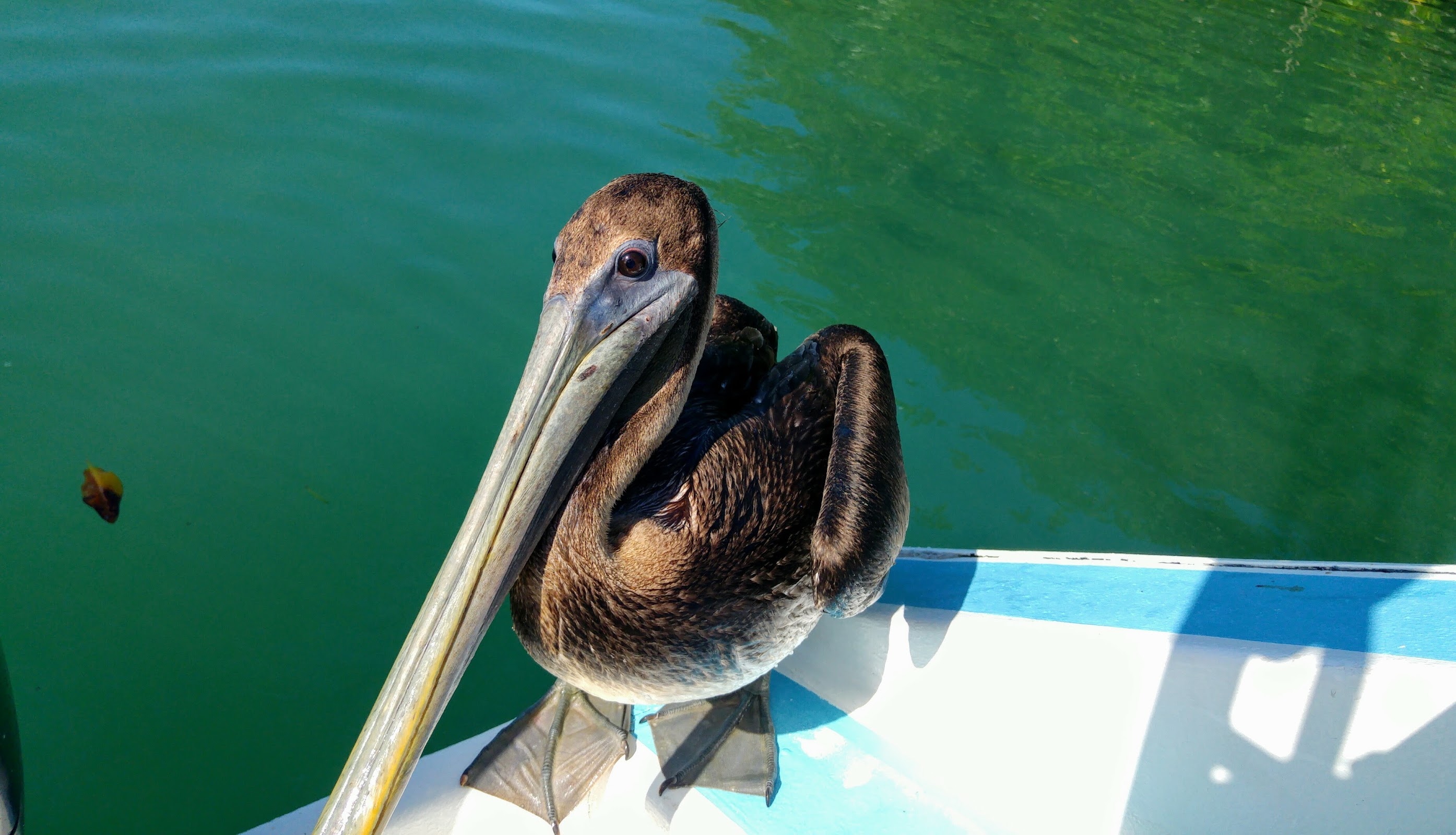 Fish Feeding Dock photo 2