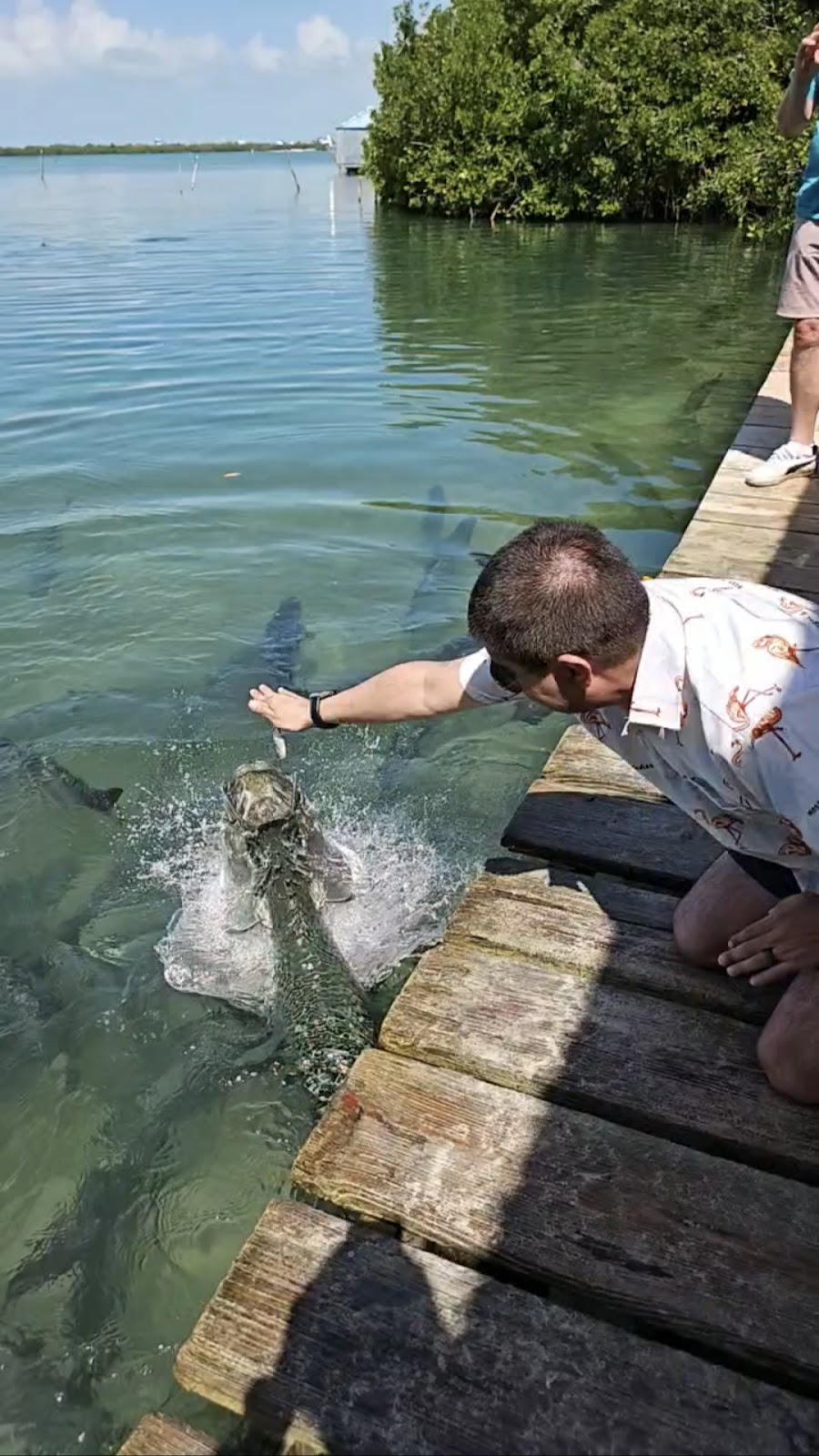 Fish Feeding Dock photo 4
