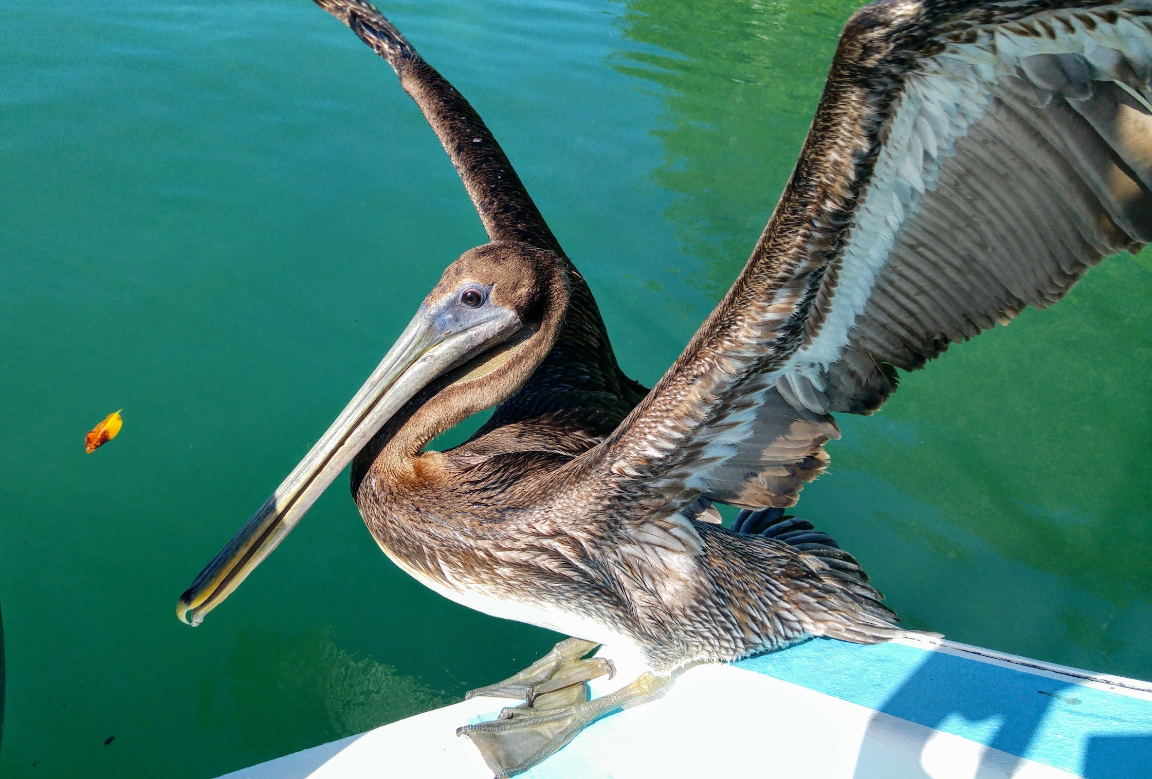 Fish Feeding Dock photo 5
