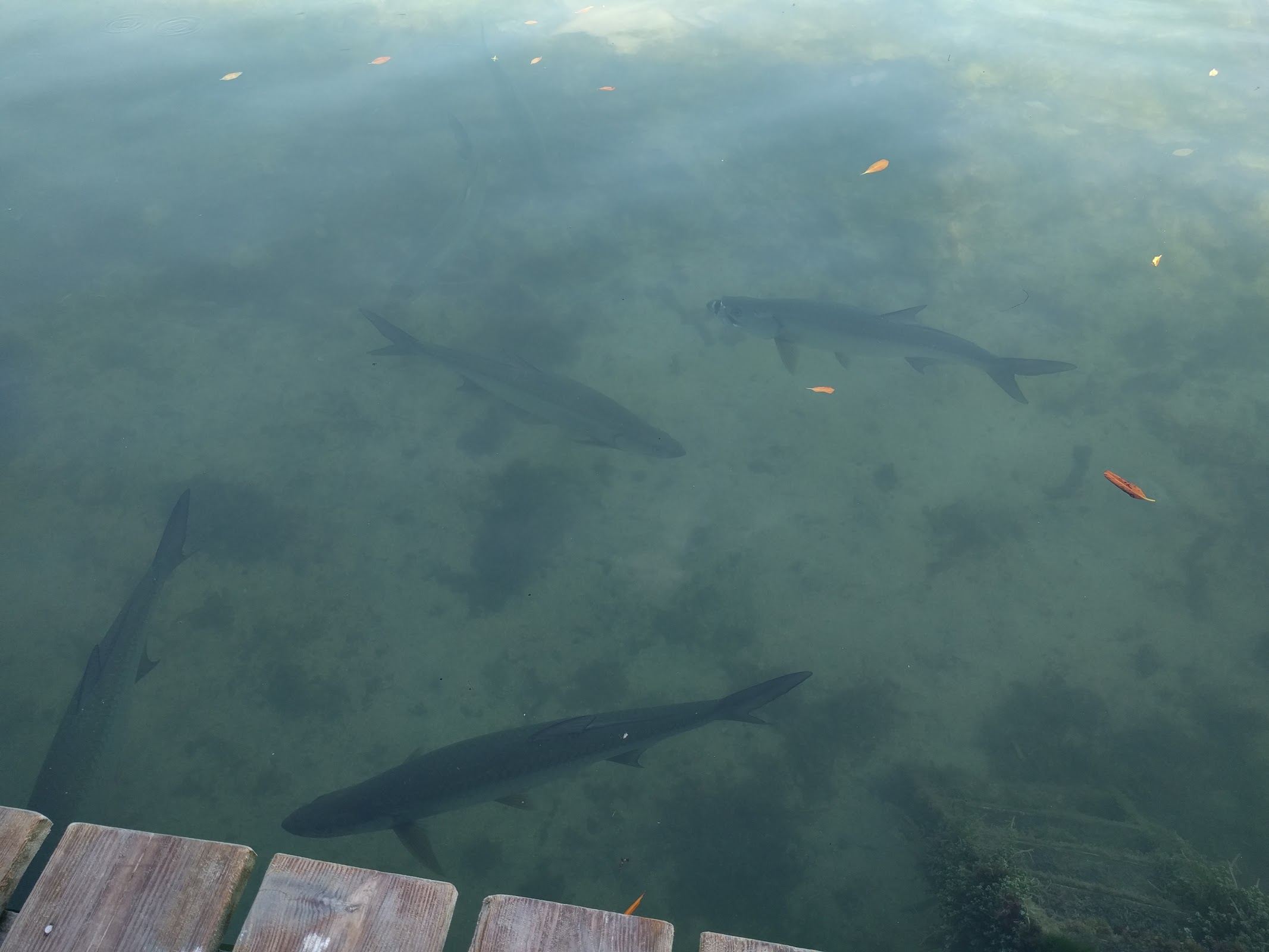 Fish Feeding Dock photo 7