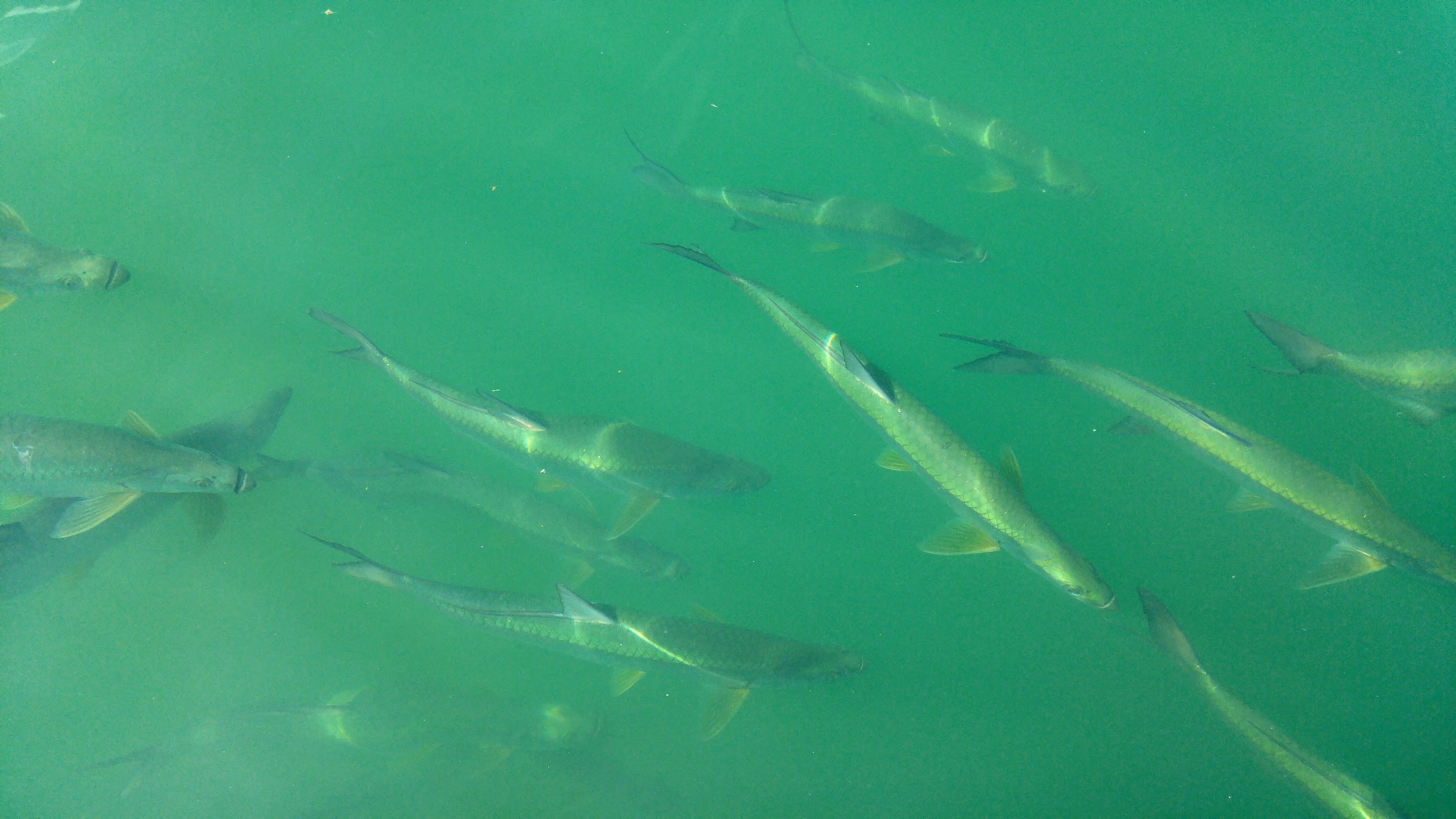 Fish Feeding Dock photo 8