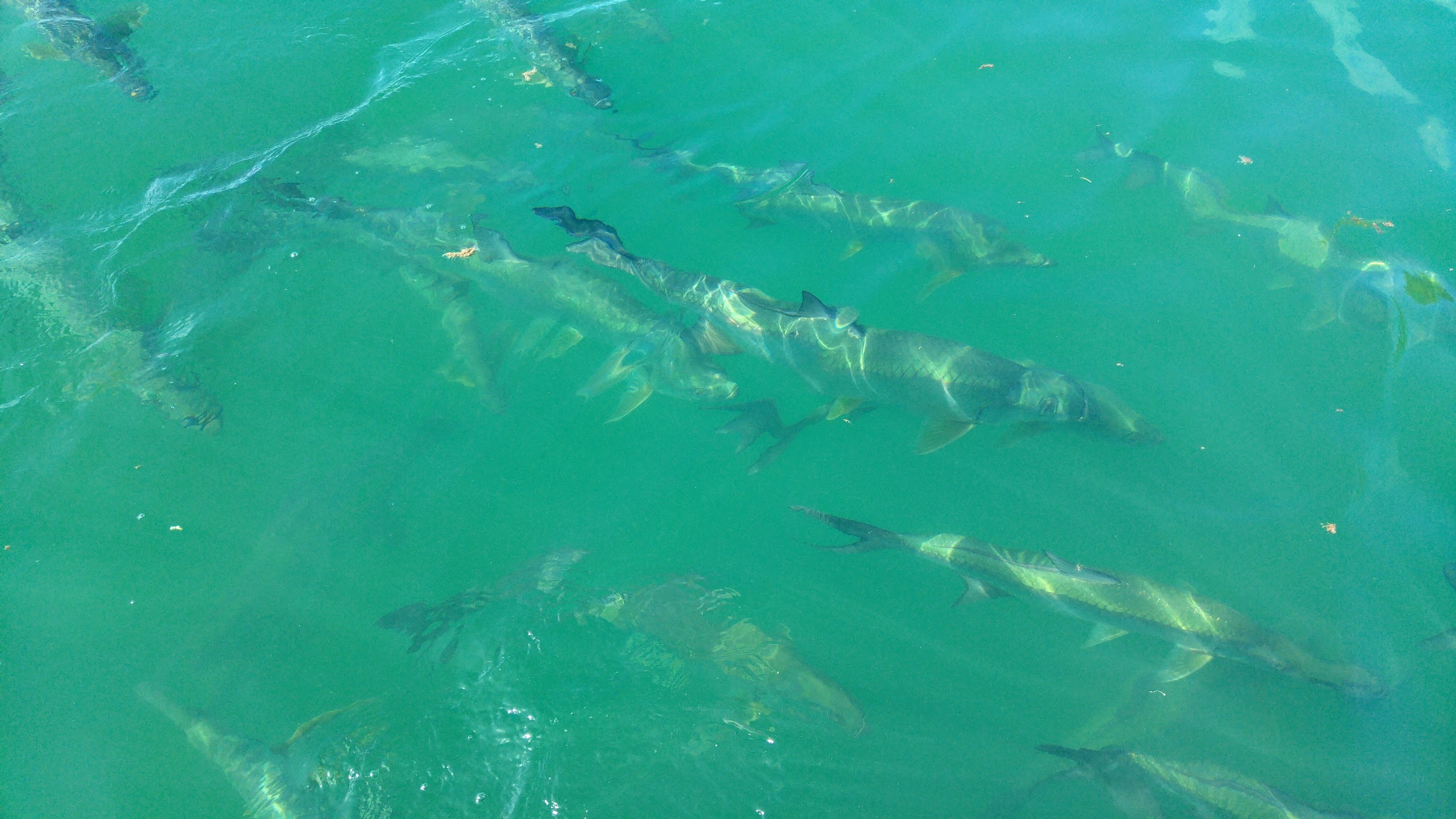 Fish Feeding Dock