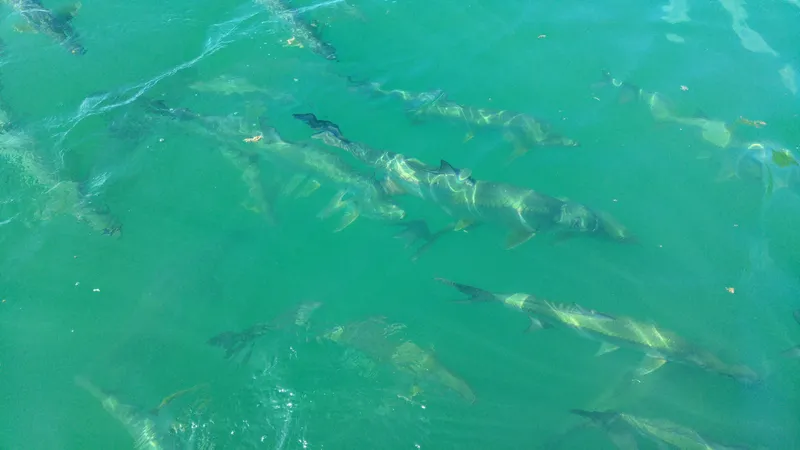 Fish Feeding Dock